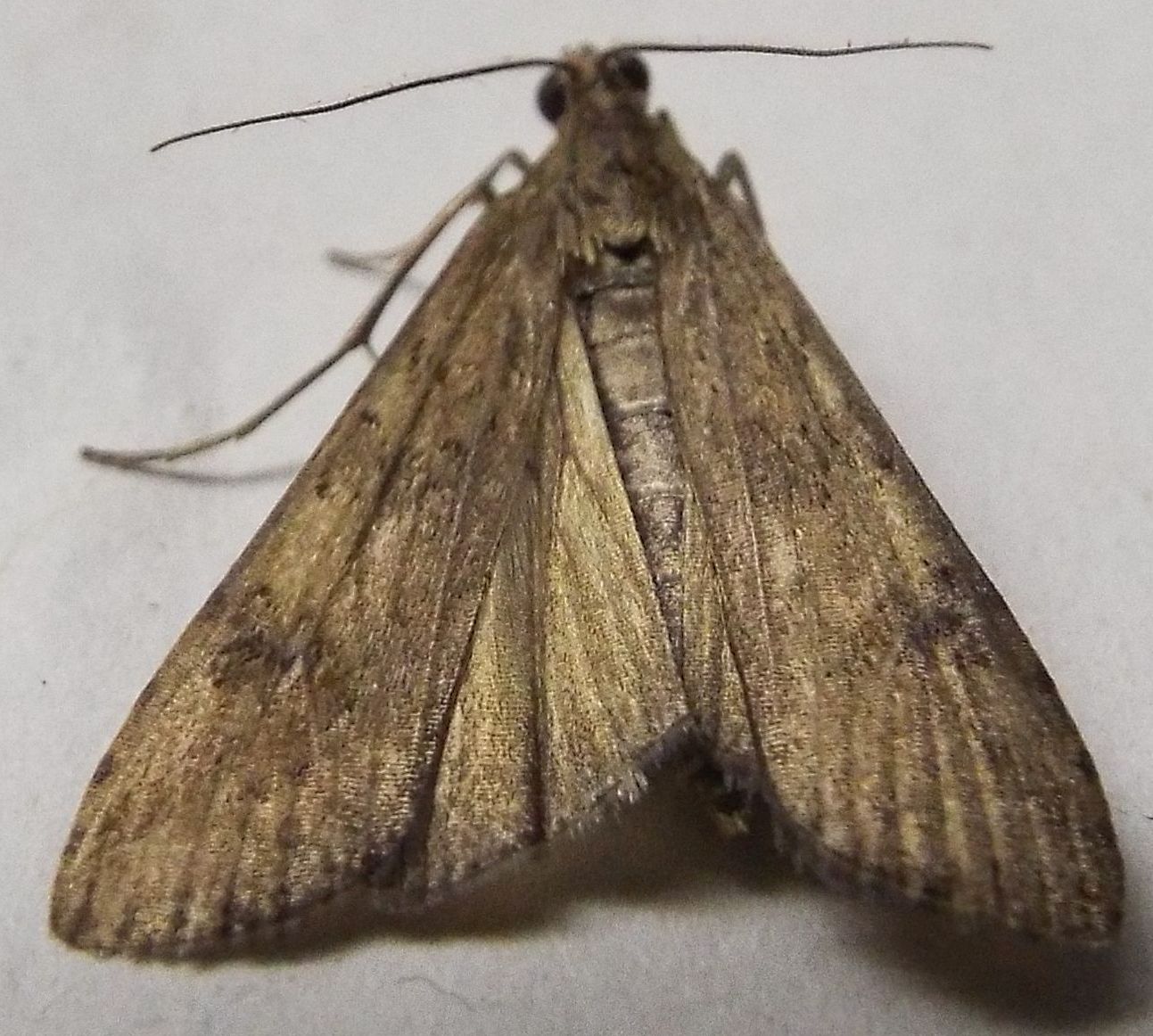 Nomophila noctuella (Crambidae)